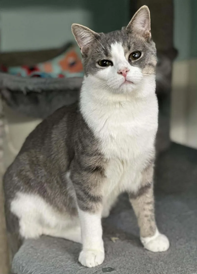 A young medium-sized male Gray & White Domestic Short Hair cat named Bandit And Rocket for adoption in Gonic, NH