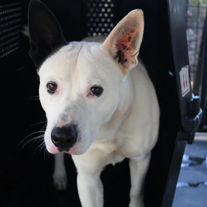 An adult large-sized male White / Cream German Shepherd Dog dog named Petey for adoption in Valley, AL