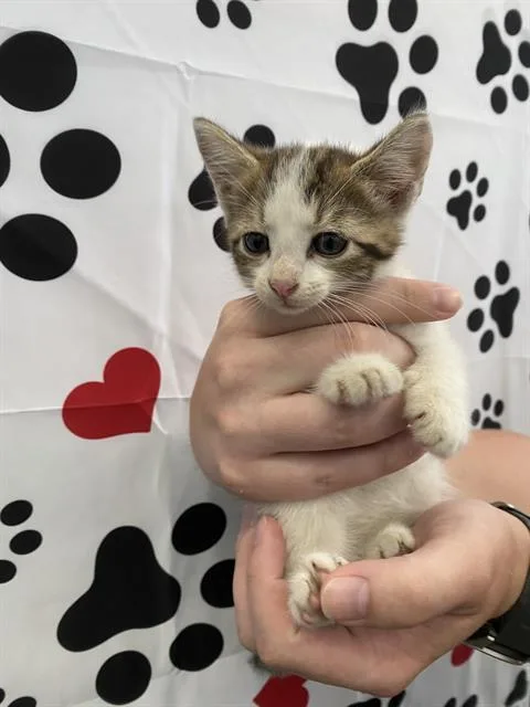 A baby medium-sized male Domestic Short Hair cat named Oliver for adoption in Dallas, TX