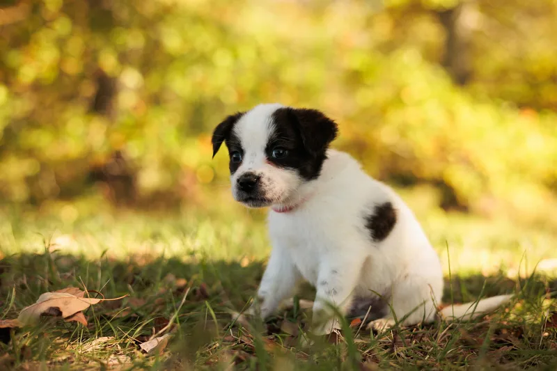 Narcisse thumbnail 2