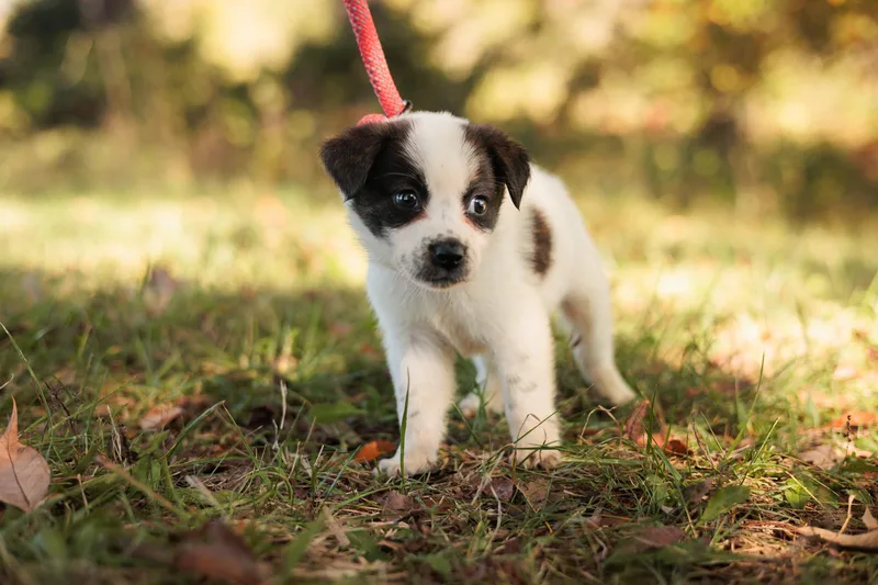 Narcisse thumbnail 3