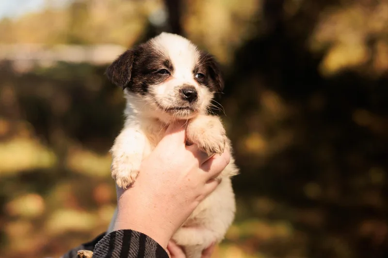 Narcisse thumbnail 4