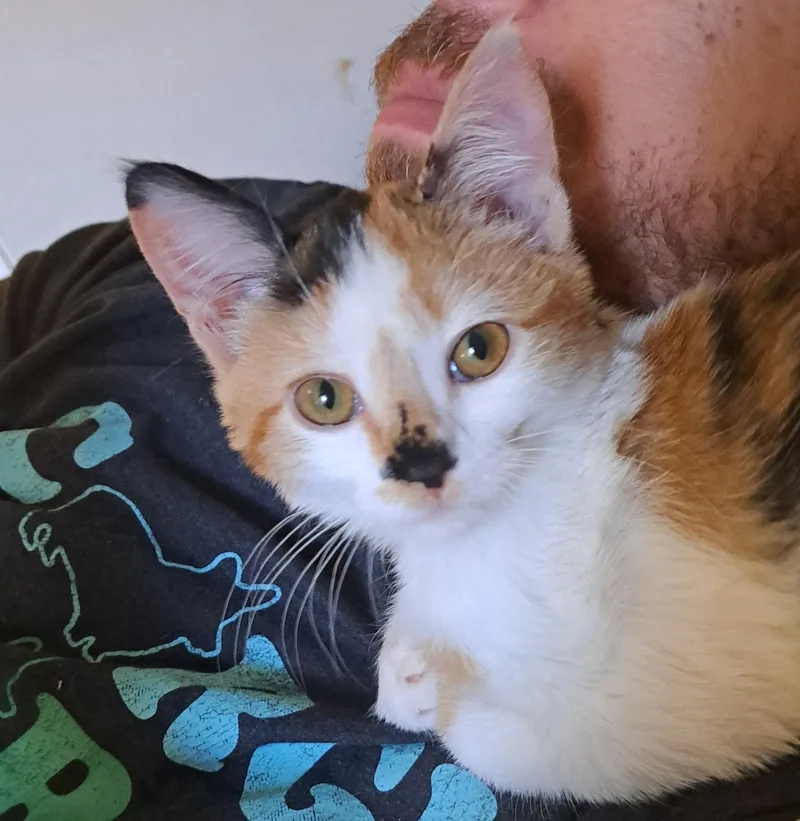 A baby small-sized female Domestic Short Hair cat named Blossom for adoption in queen creek, AZ