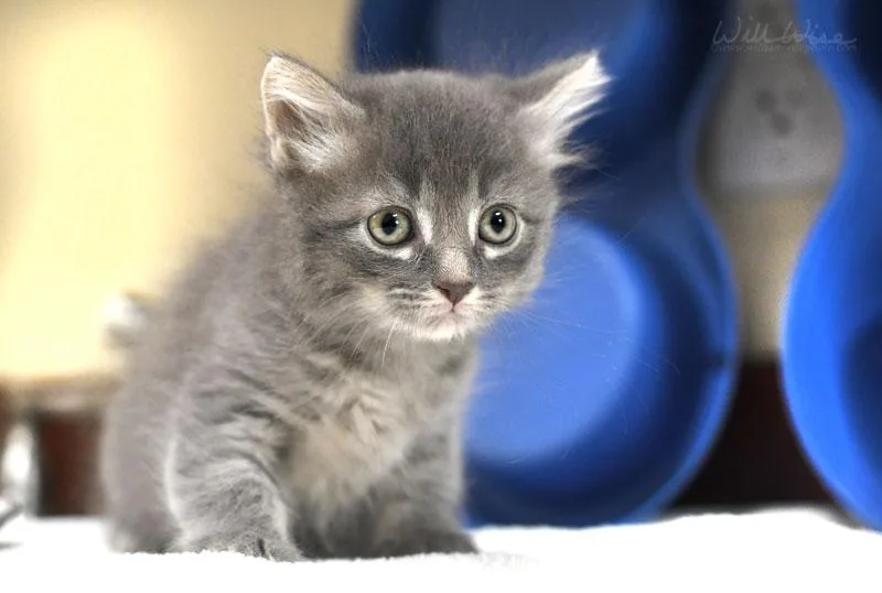 A baby medium-sized male Tabby (Gray / Blue / Silver) Domestic Medium Hair cat named Major for adoption in Monroe, GA