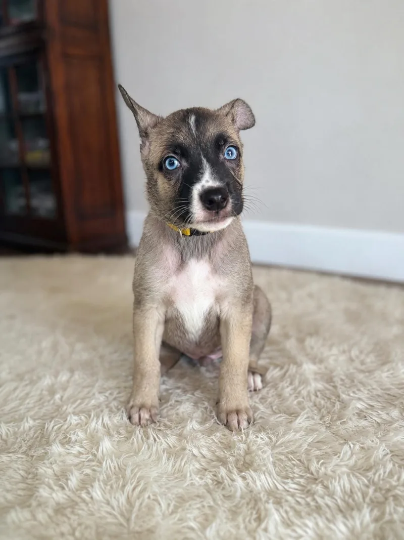 A baby medium-sized female Apricot / Beige German Shepherd Dog dog named Annie Alberts for adoption in Houston, TX