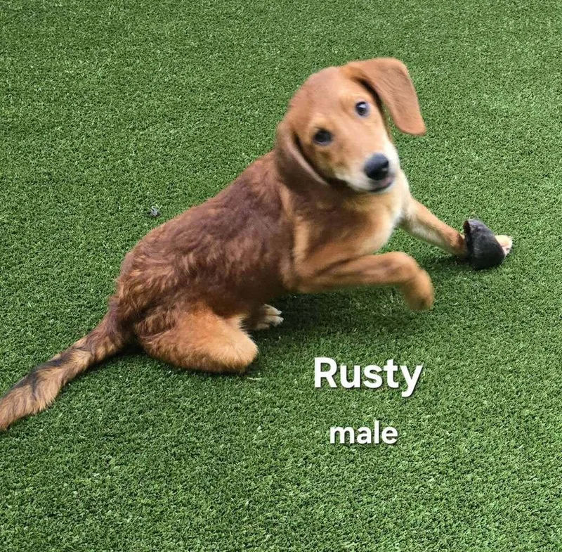 Rusty thumbnail 3