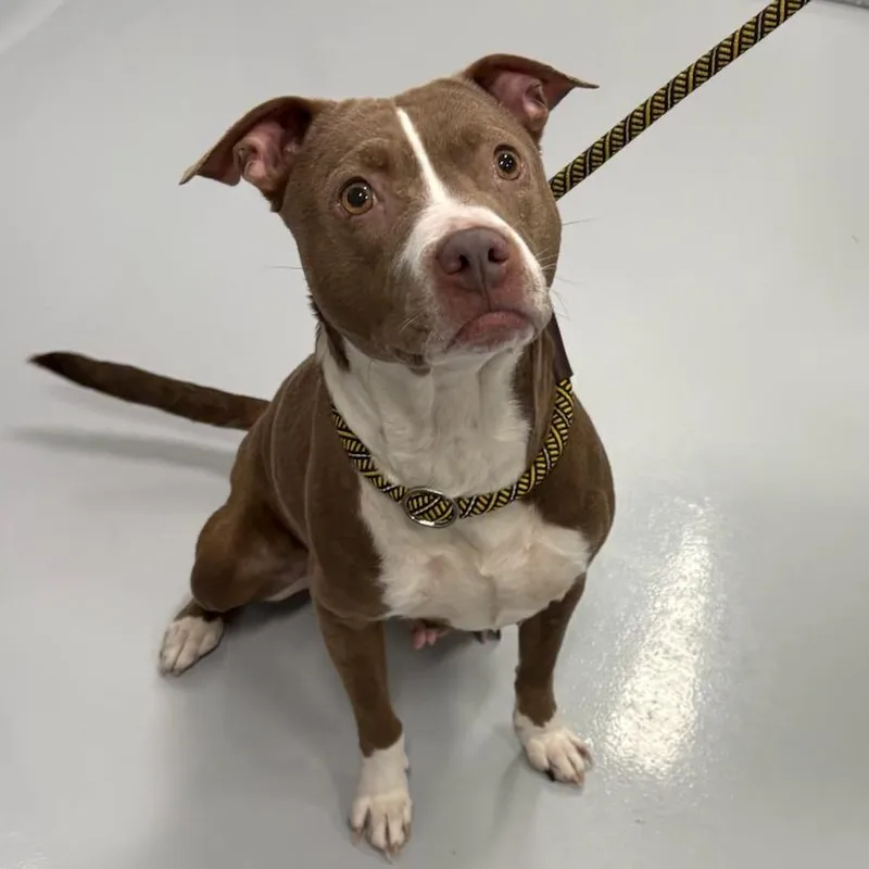 An adult medium-sized female Brown / Chocolate Mixed Breed dog named Doobie Doo for adoption in DeKalb, IL