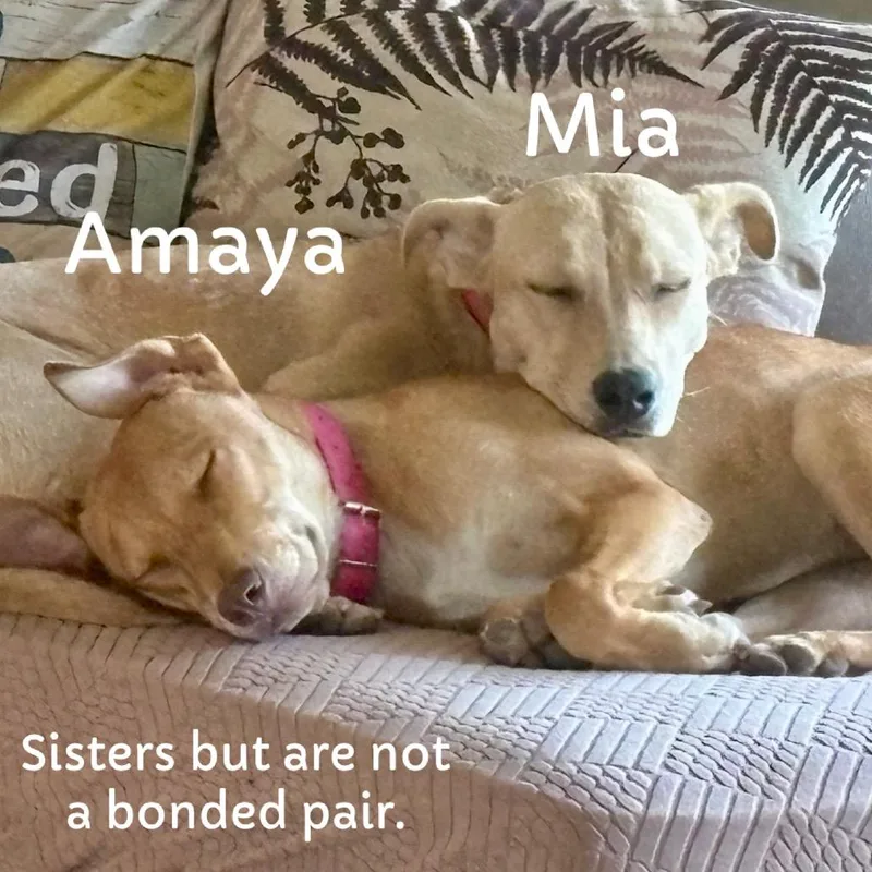 A young medium-sized female Yellow / Tan / Blond / Fawn Mixed Breed dog named Amaya for adoption in San Diego, CA
