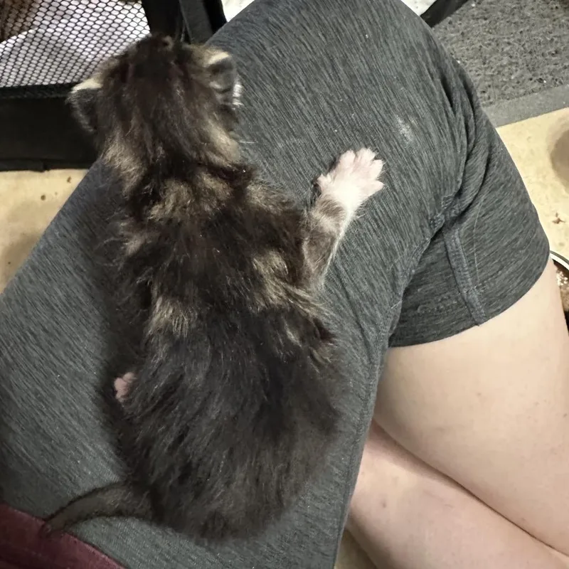 A baby small-sized male Black Domestic Short Hair cat named Russell for adoption in Oakton, VA