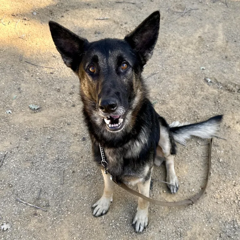 An adult large-sized male German Shepherd Dog dog named Stan for adoption in Dublin, CA