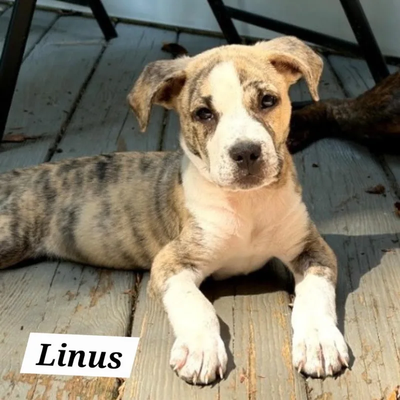 A baby medium-sized male Brindle American Staffordshire Terrier dog named Linus for adoption in Colonial Heights, VA