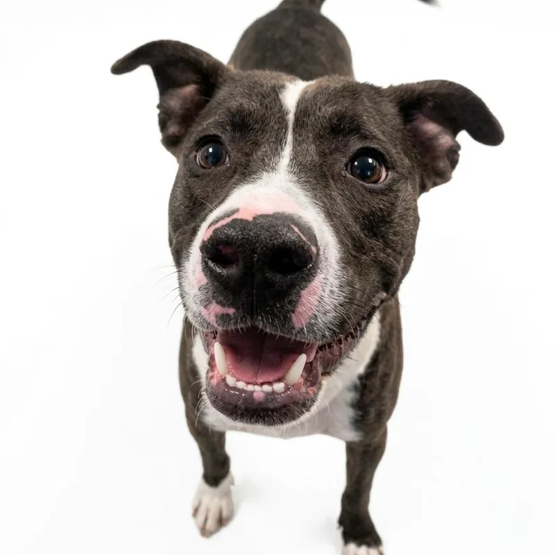 A young medium-sized male Black Mixed Breed dog named Bojangles for adoption in Danville, KY