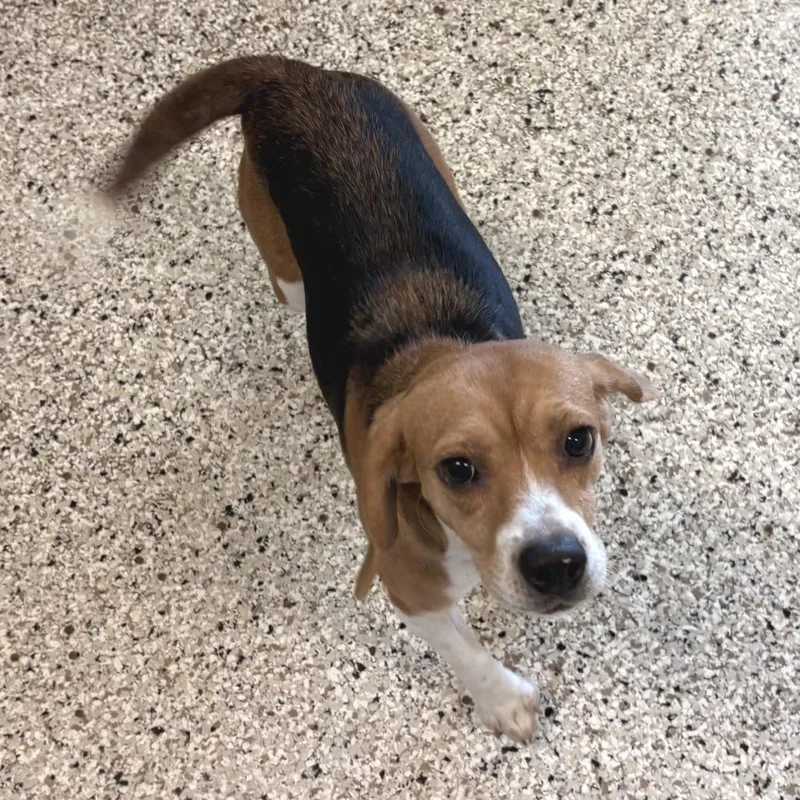 An adult medium-sized female White / Cream Beagle dog named Snoopy for adoption in LOXAHATCHEE, FL