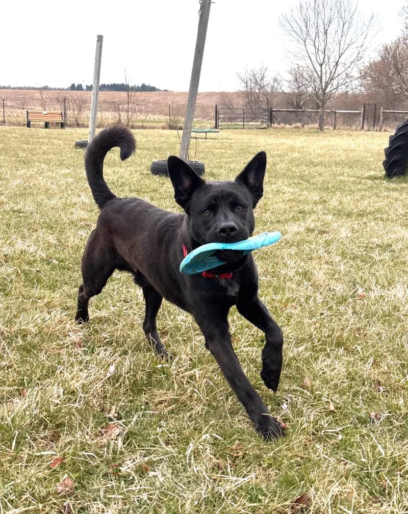 A young large-sized male Labrador Retriever dog named Buddy for adoption in Decorah, IA