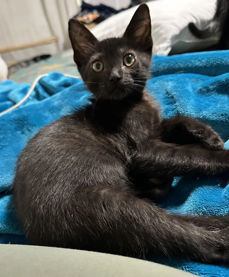 A baby medium-sized male Black Domestic Short Hair cat named Navigator for adoption in Seal Beach, CA