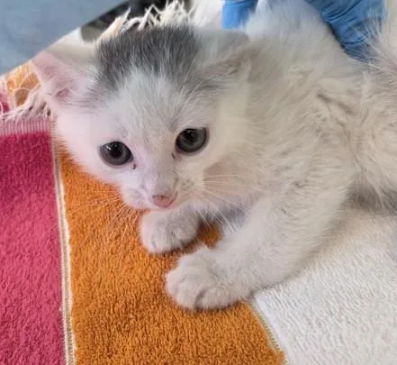 A baby small-sized male Domestic Short Hair cat named Theodore for adoption in Brighton, CO
