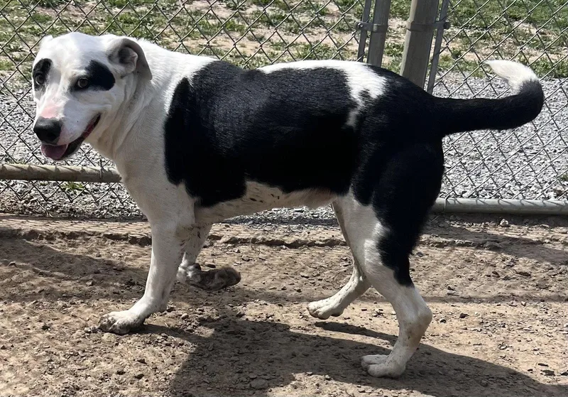 An adult large-sized male Border Collie dog named Spotticus for adoption in Pryor, OK