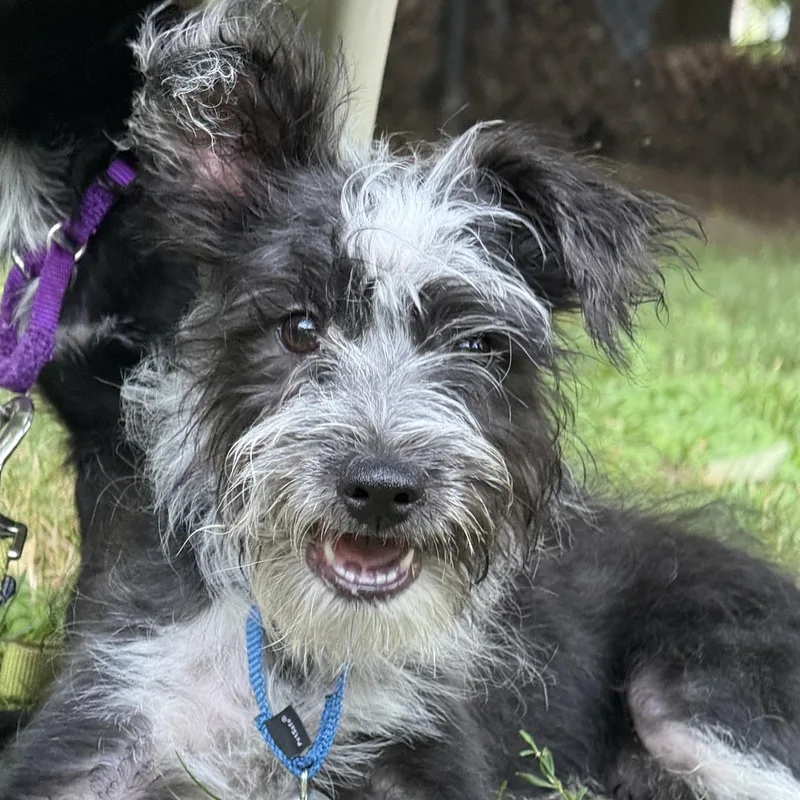Oreo