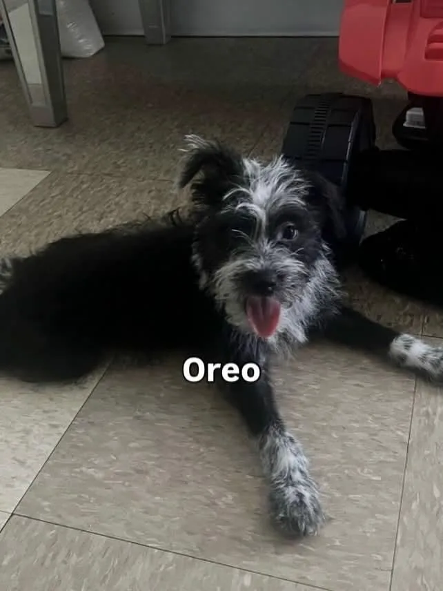Oreo thumbnail 3