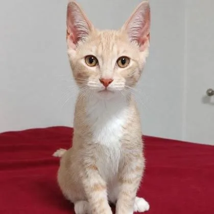 A baby small-sized male Tabby (Buff / Tan / Fawn) Domestic Short Hair cat named Peanut for adoption in Rochester, MN