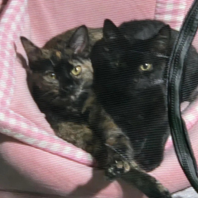 A young medium-sized female Tortoiseshell Domestic Short Hair cat named Hazelnut for adoption in Bellmawr, NJ