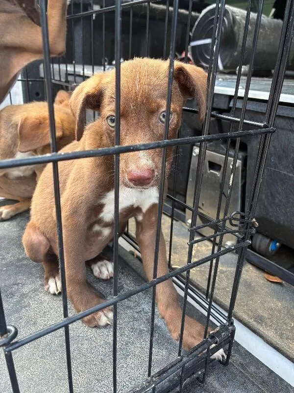 A young medium-sized female Brown / Chocolate Labrador Retriever dog named Gia for adoption in Mobile, AL