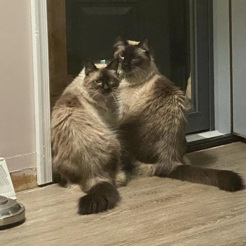 An adult small-sized female Siamese cat named Ellie Espresso for adoption in Lynchburg, VA