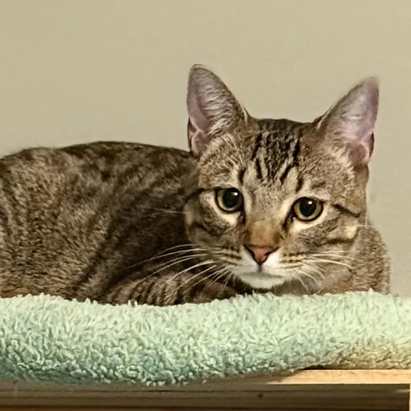 A young small-sized male Brown / Chocolate Domestic Short Hair cat named Cannoli for adoption in Kansas City, MO