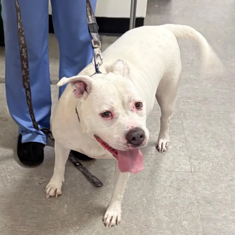 Dandelion thumbnail 2