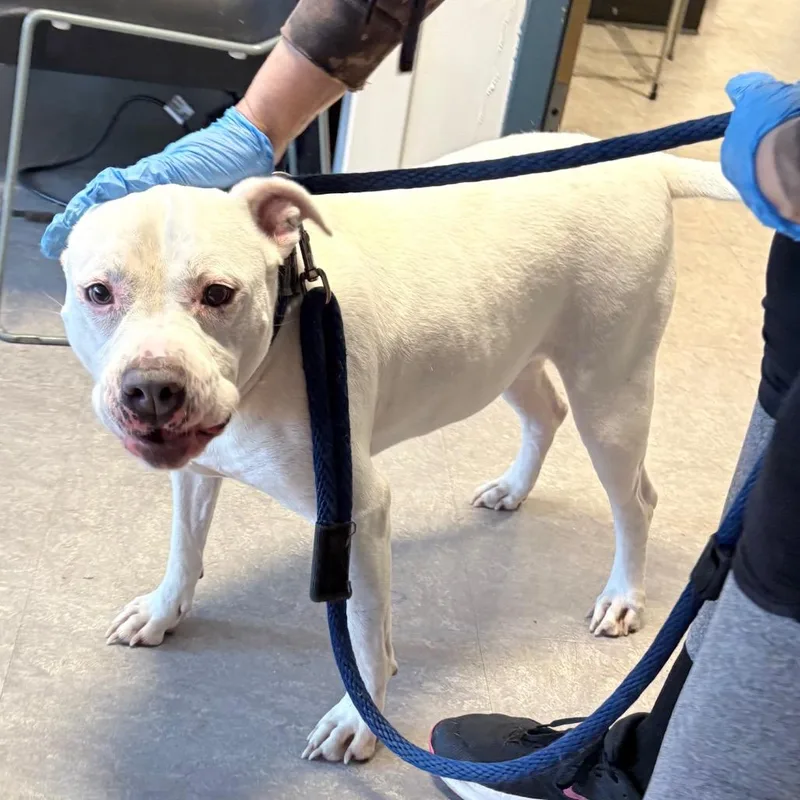 An adult large-sized female White / Cream Mixed Breed dog named Dandelion for adoption in Philadelphia, PA