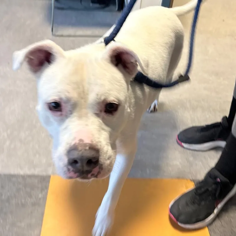 Dandelion thumbnail 3