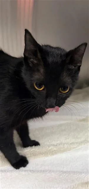 A young large-sized female Domestic Short Hair cat named Lilian for adoption in Pasadena, TX