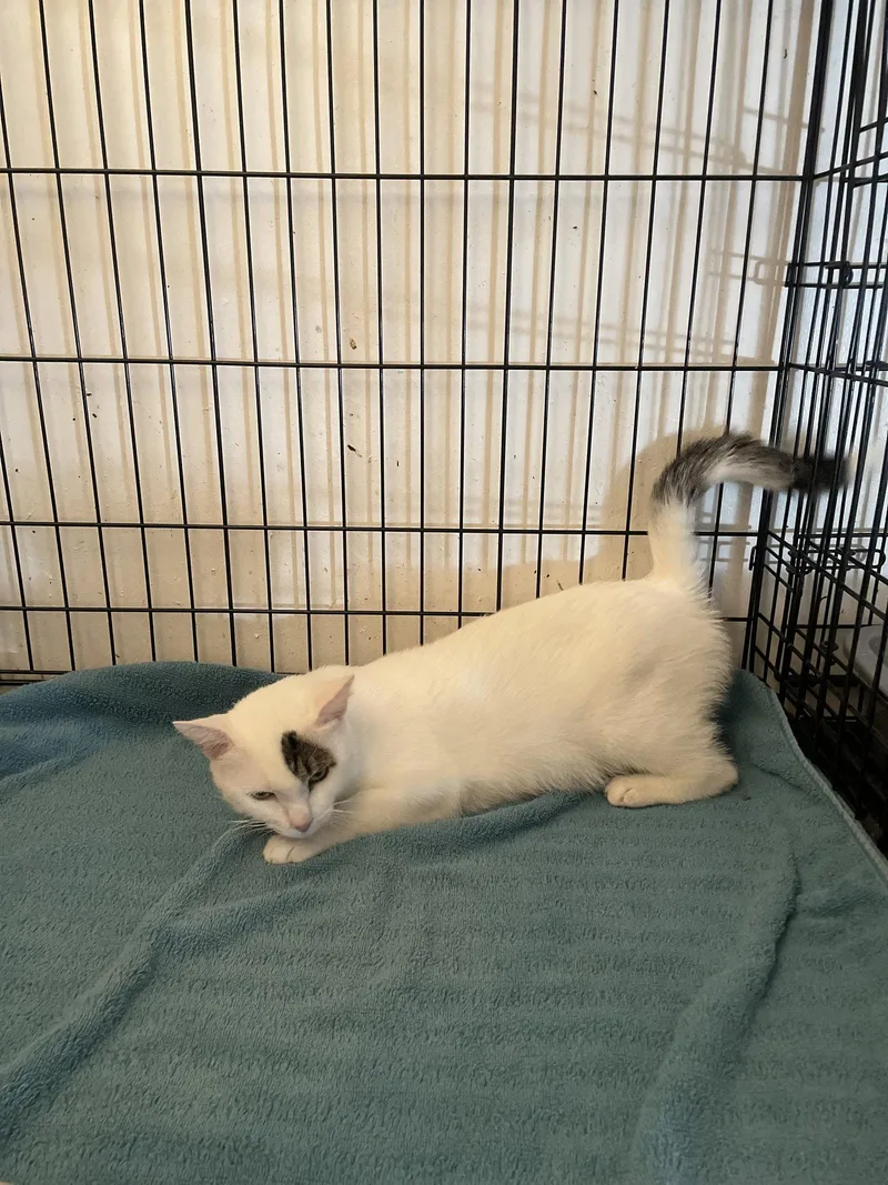 An adult medium-sized female White Domestic Short Hair cat named Shailynn for adoption in Trenton, NJ