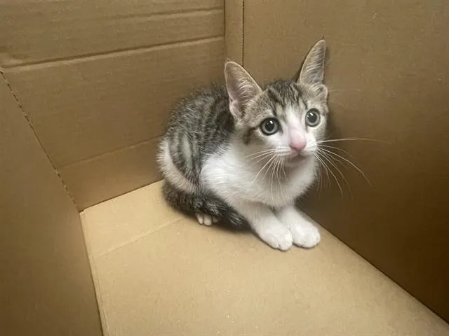 A baby small-sized female Domestic Short Hair cat named Dove for adoption in Ontario, CA