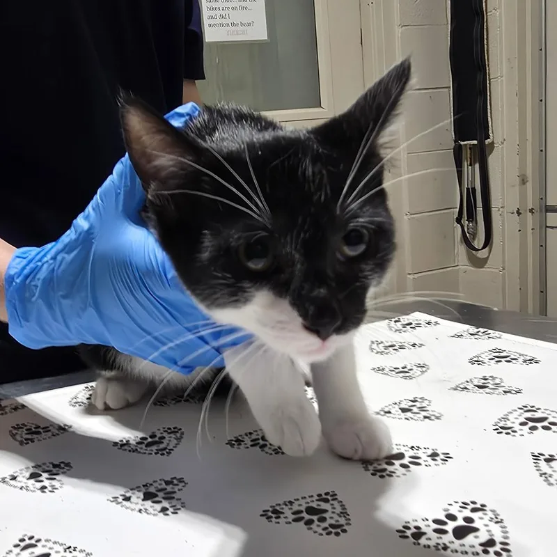 A baby small-sized female White Domestic Short Hair cat named Hershey for adoption in Milton, FL