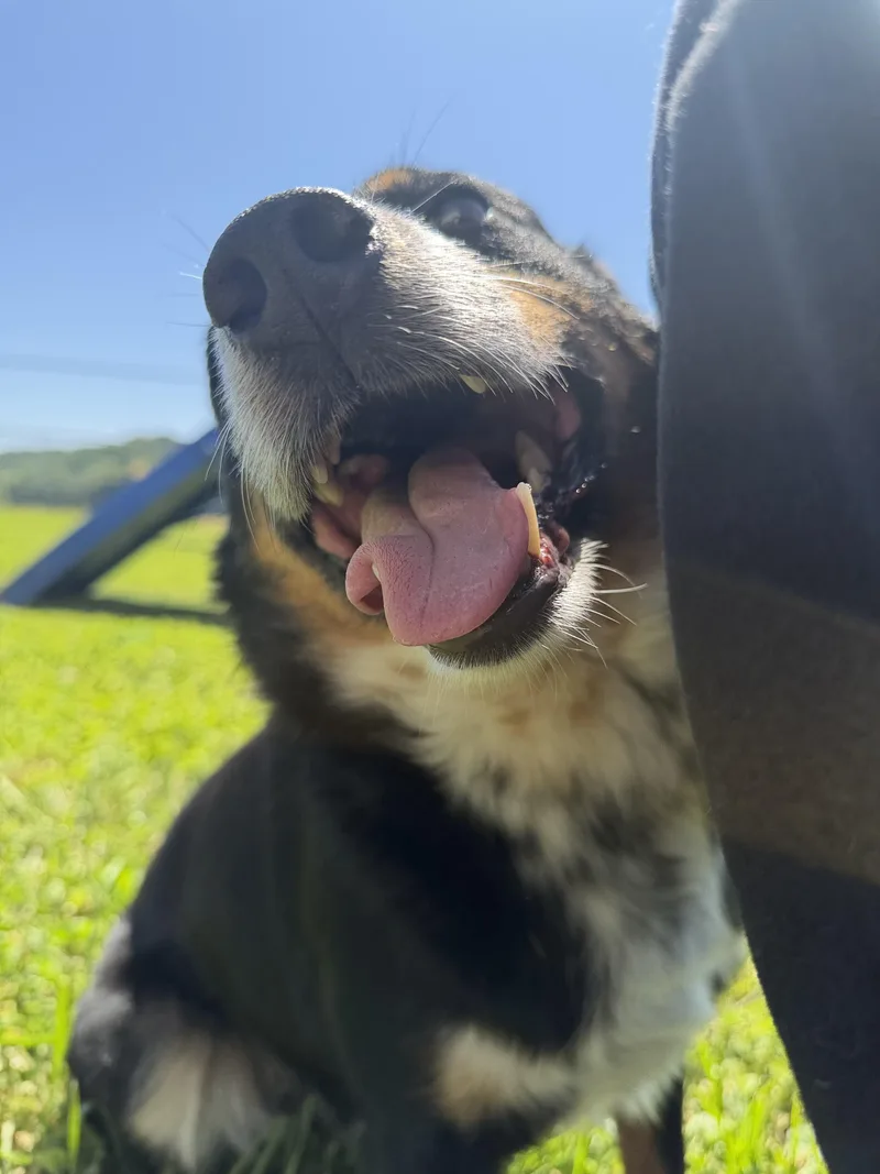 Bruno