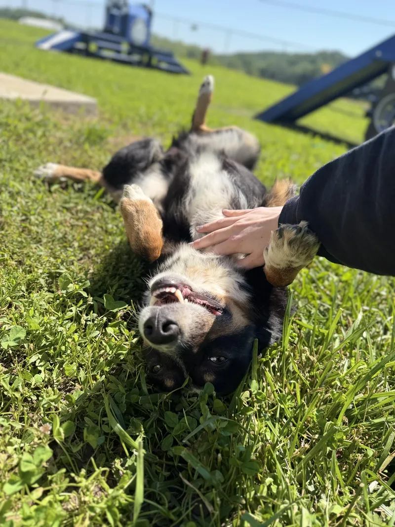 Bruno thumbnail 3