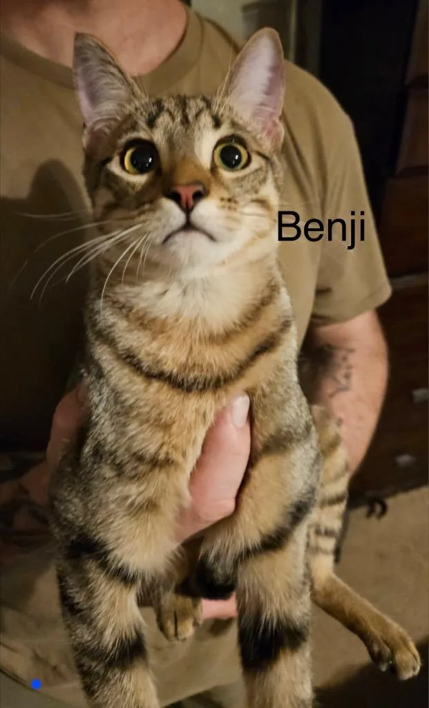 A baby medium-sized male Domestic Short Hair cat named Benji for adoption in Spring, TX