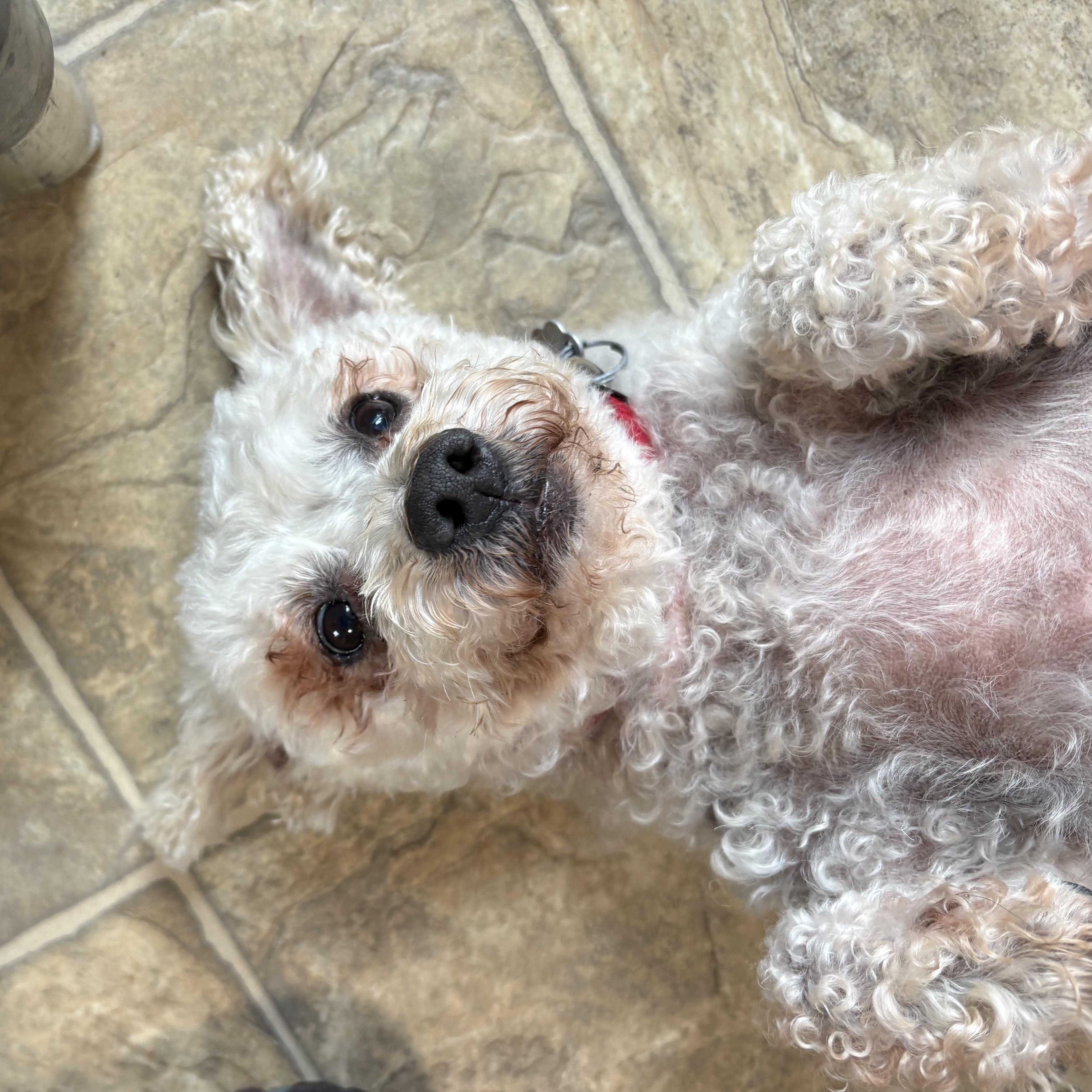 Bella thumbnail 3