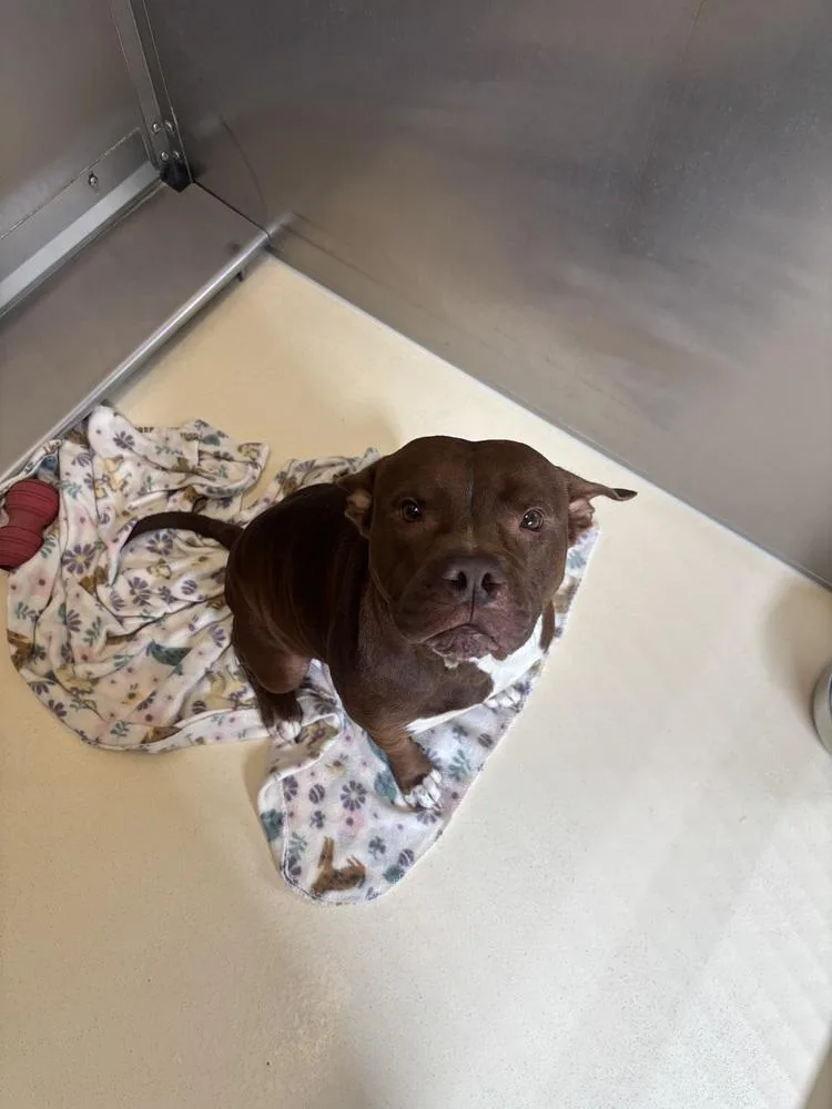 An adult large-sized female Tricolor (Brown, Black, & White) Staffordshire Bull Terrier dog named Thena Gizmo for adoption in Kalamazoo, MI