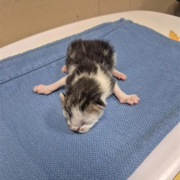 Squeakkit