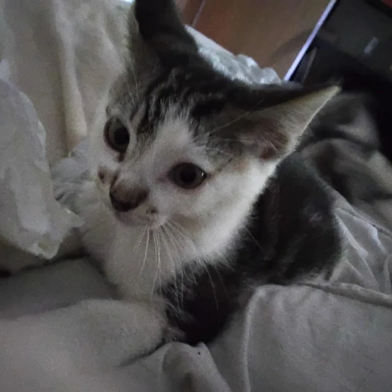 Squeakkit thumbnail 2
