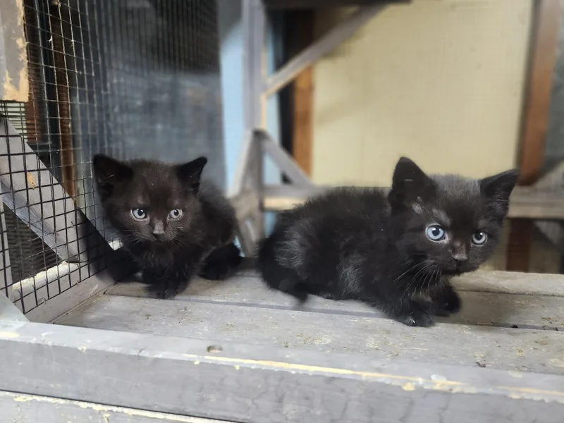 A baby medium-sized male Black Domestic Short Hair cat named Fuzzy & Wuzzy for adoption in Cosby, TN
