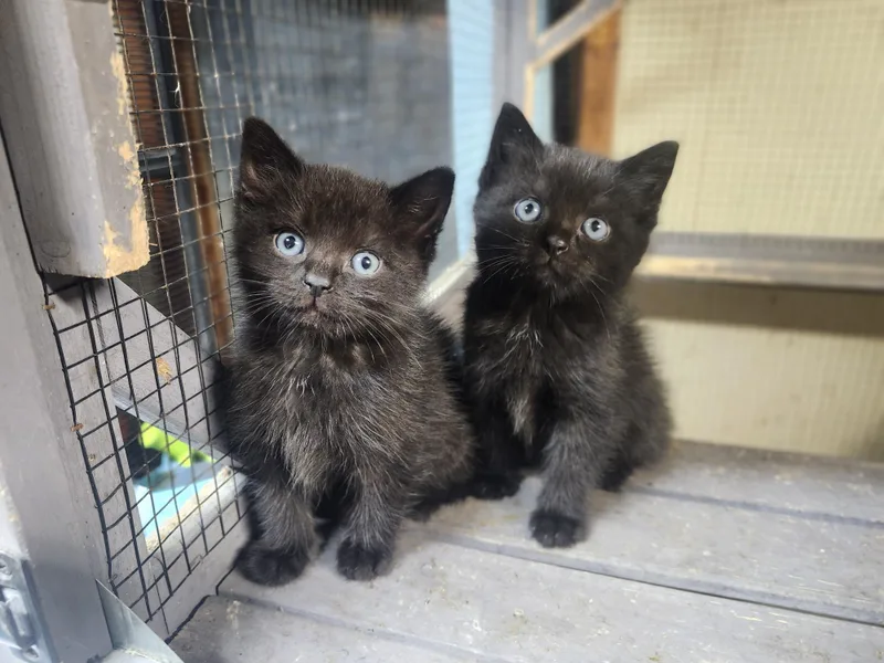 Fuzzy & Wuzzy thumbnail 3