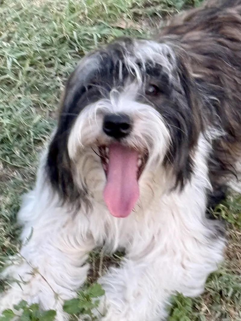 A baby small-sized female Brindle Shih Tzu dog named Charlotte for adoption in Mcallen, TX