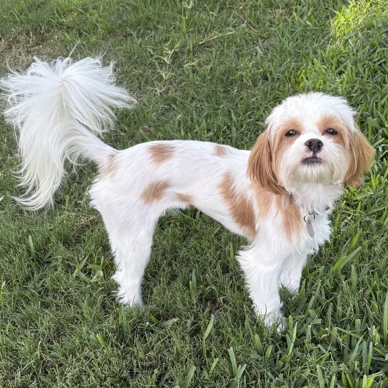 Daisy Lu thumbnail 2