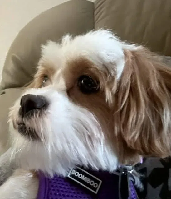 Daisy Lu thumbnail 3