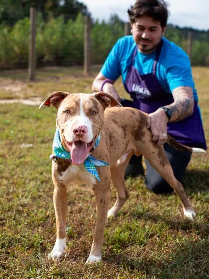 An adult large-sized male Pit Bull Terrier dog named Panettone for adoption in Atlanta, GA