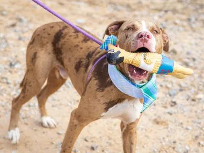 Panettone thumbnail 2