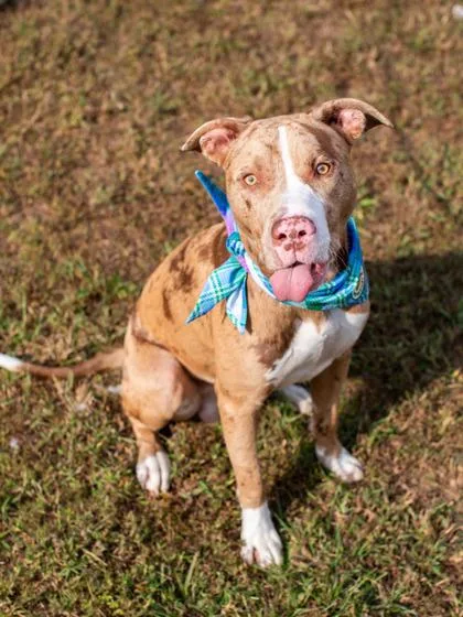 Panettone thumbnail 3